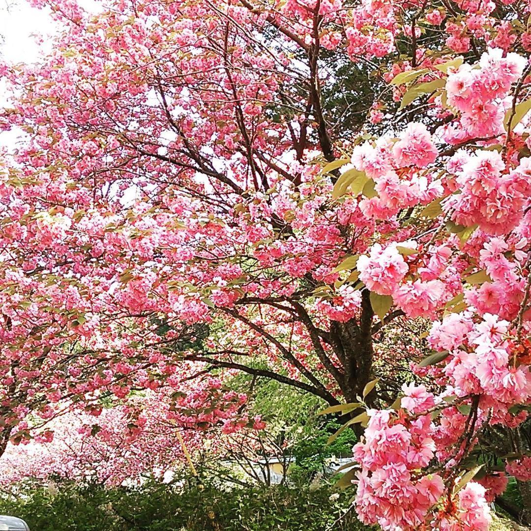 Ayameya Ryokan Nakanojo Dış mekan fotoğraf